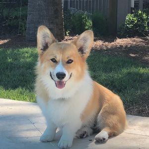 Meet your Posher, Susan